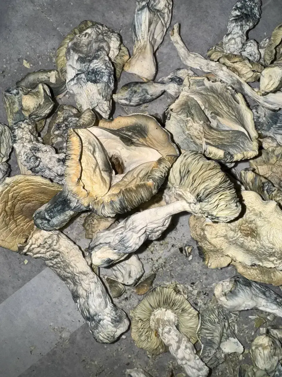 mushrooms-photo-2-1773681279578.webp