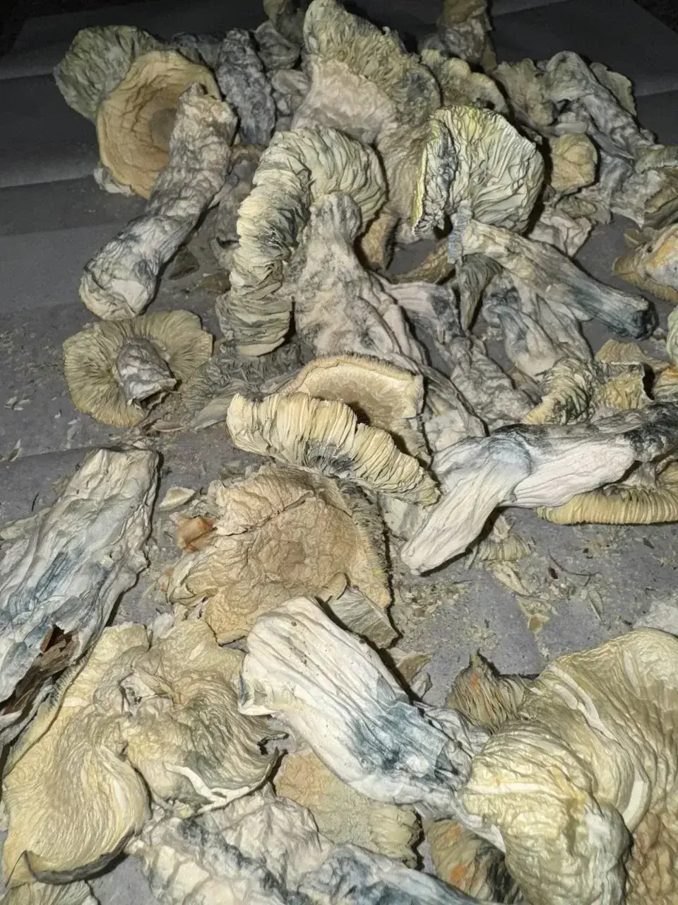mushrooms-photo-4-1773681279864.webp